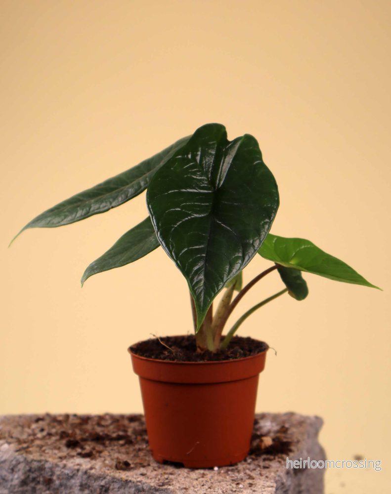 Alocasia scalprum - Bild 3