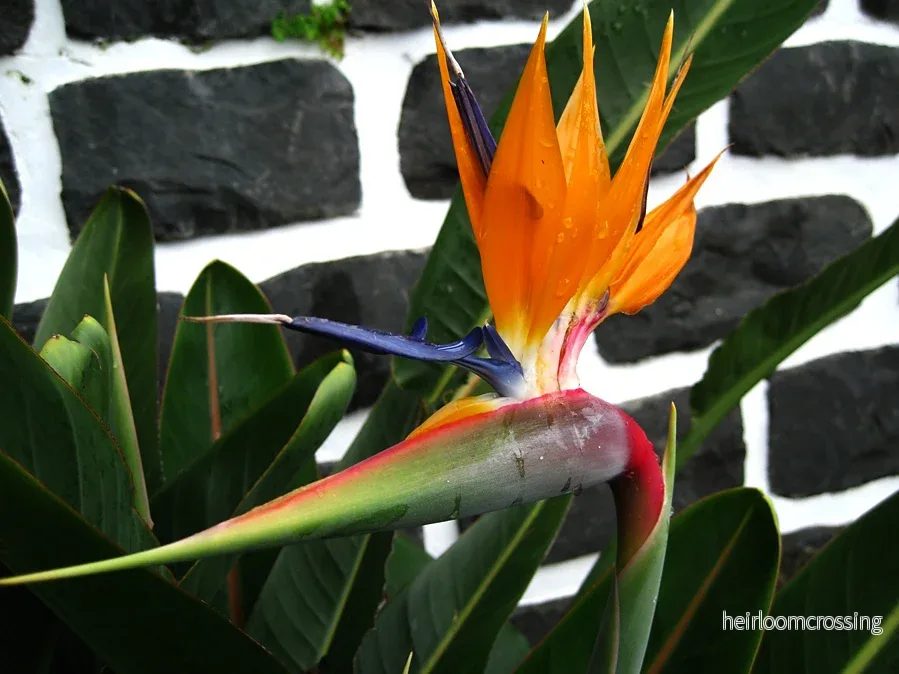 Paradisets blomma (Strelitzia reginae) | växt - Bild 3