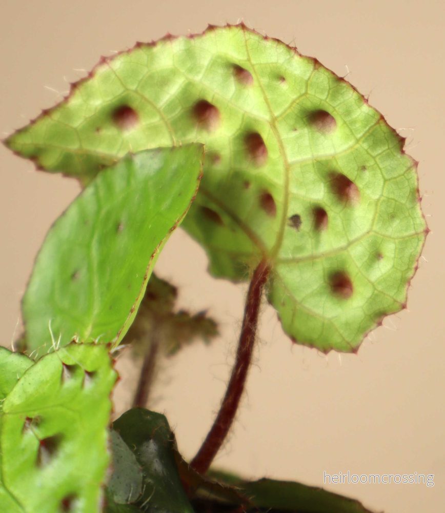 Begonia ferox - Bild 2