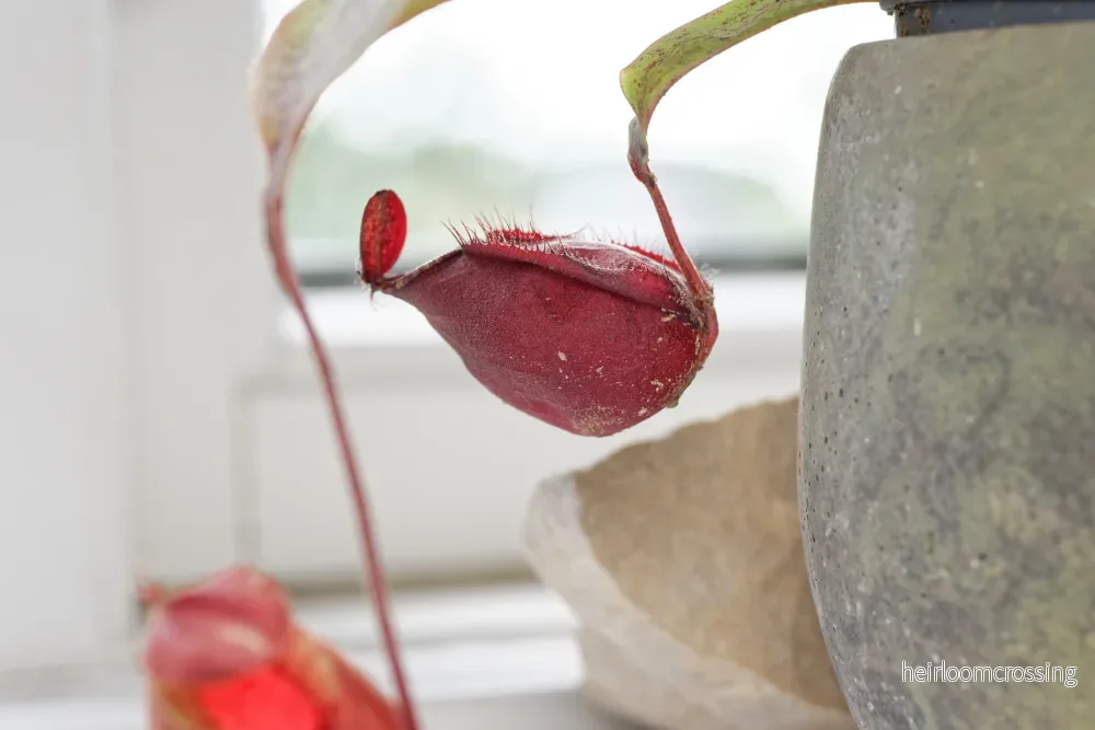 Kannahybrid (Nepenthes mirabillis globosa x ampullaria) - Bild 3