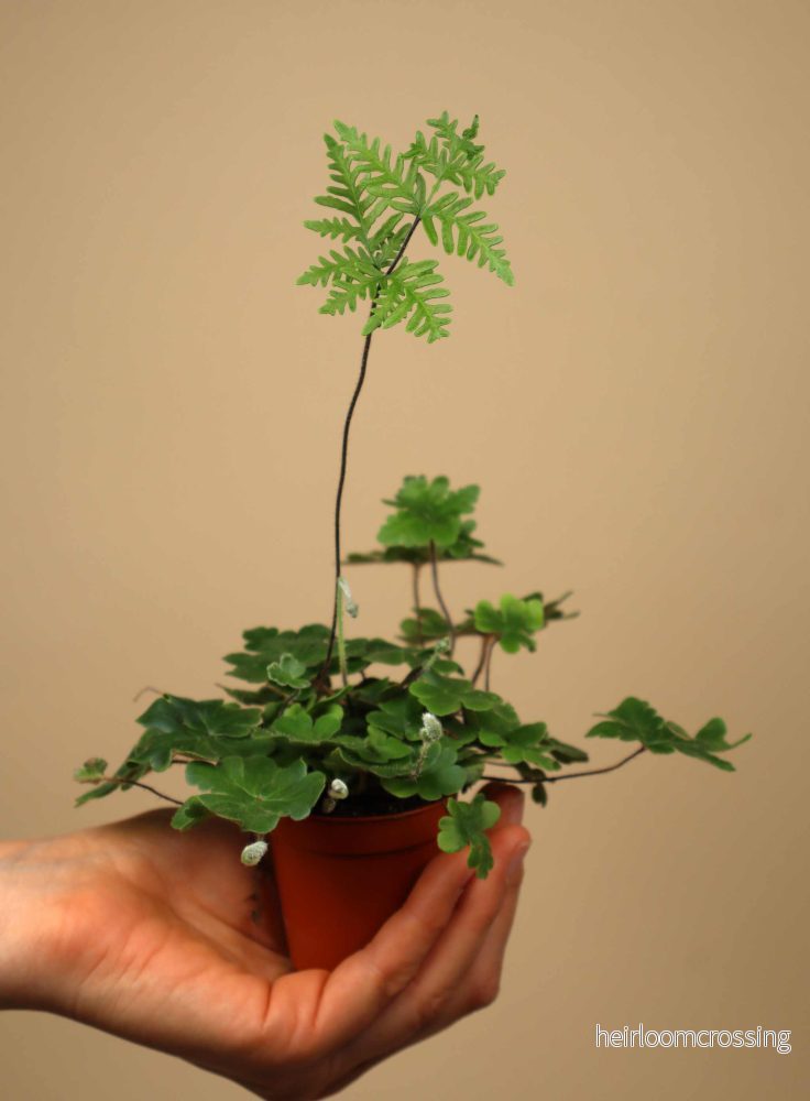 Doryopteris cordifolia 'antenna fern'