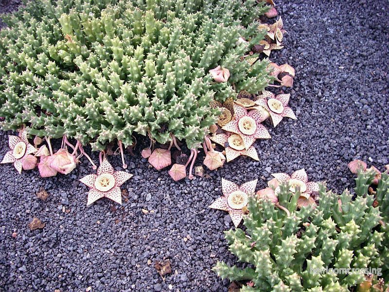 Stjärna (Stapelia variegata) | växt - Bild 2