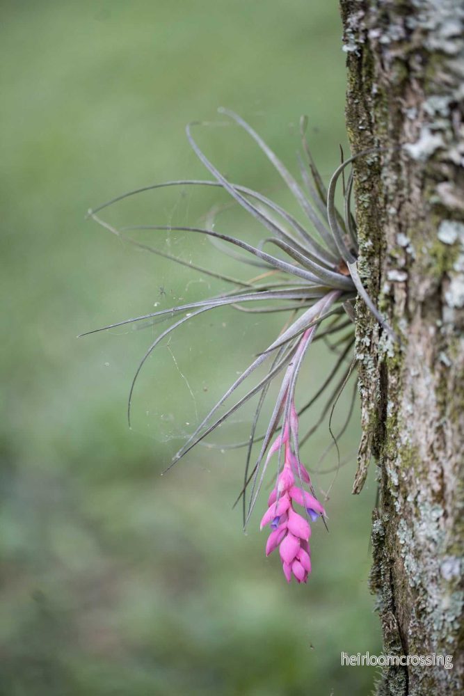 Tillandsia stricta