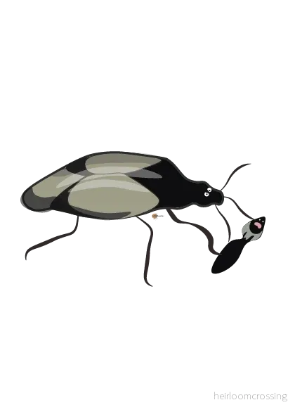 Orius Majusculus | Mot Trips