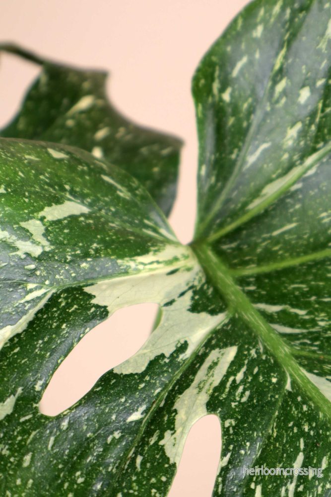 Monstera Thai Constellation - Bild 3