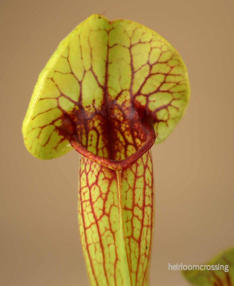 Sarracenia x 'Fon' - Bild 2