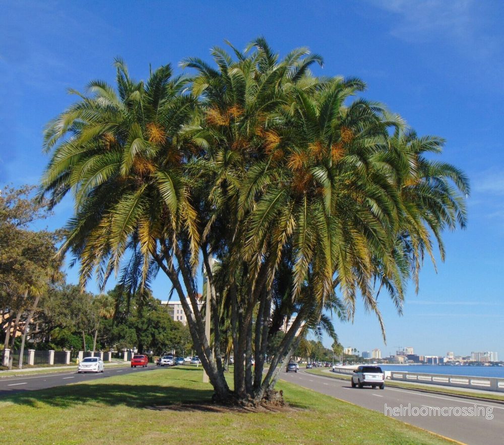 Senegal dadelpalm (Phoenix reclinata) | frön, 10 st.