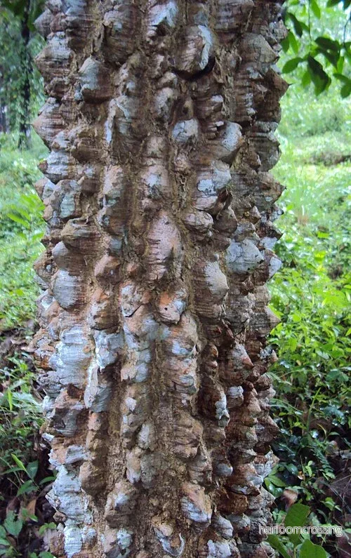 Indisk pepparträd (Zanthoxylum rhetsa) | frön, 10 st. - Bild 3