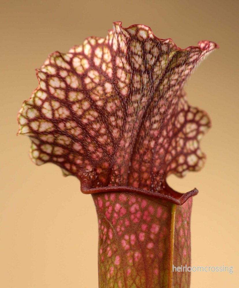 Sarracenia × 'Judith Hindle' - Bild 2