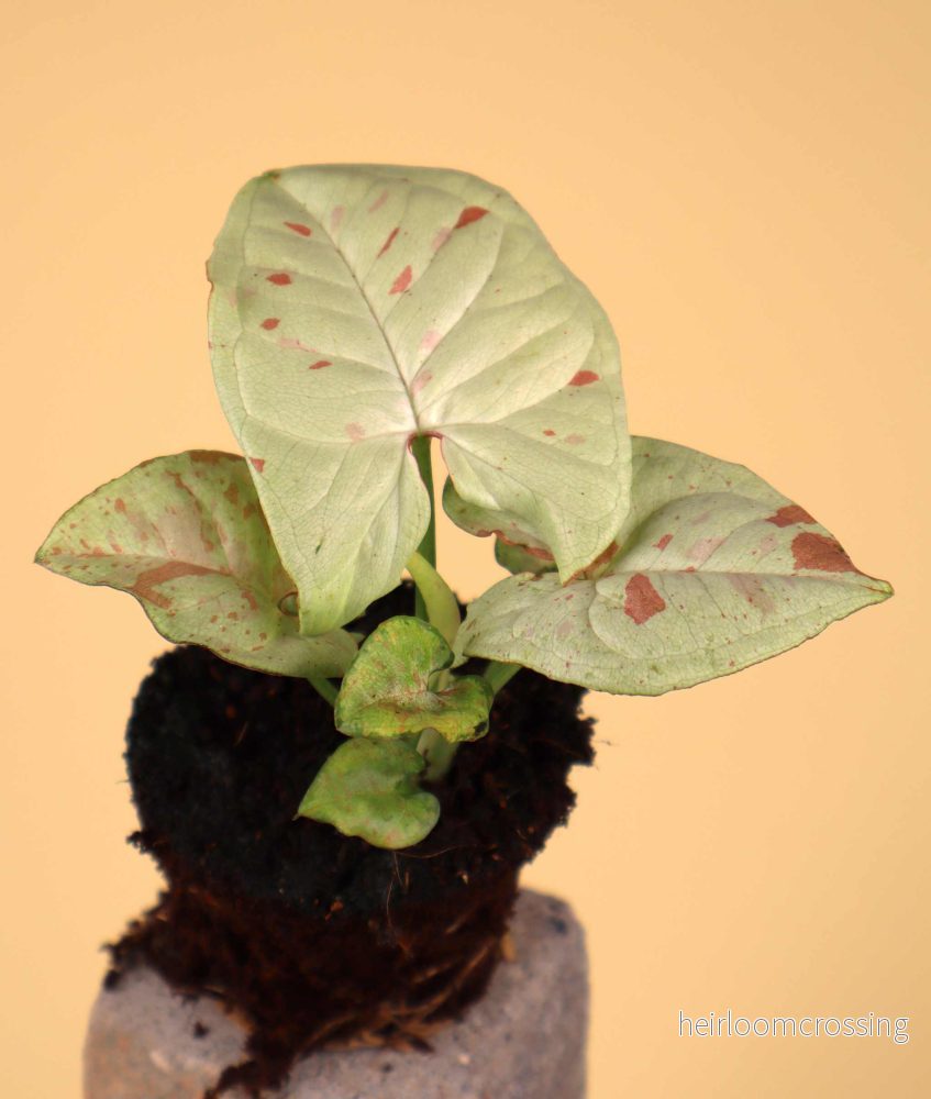 Syngonium 'Milk Confetti'