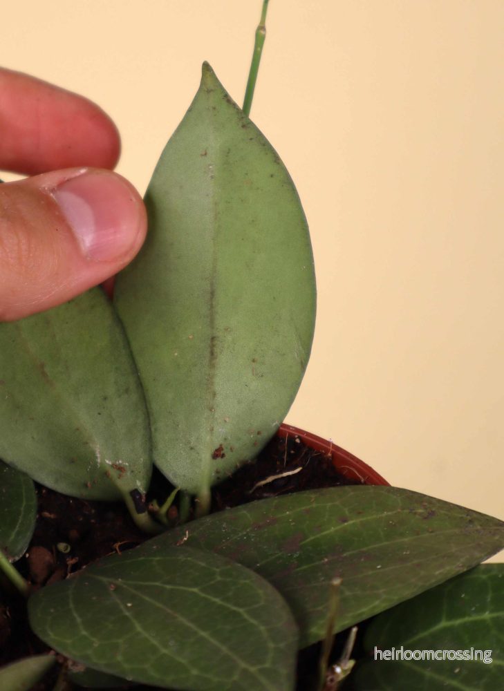 Hoya fitchii - Bild 3