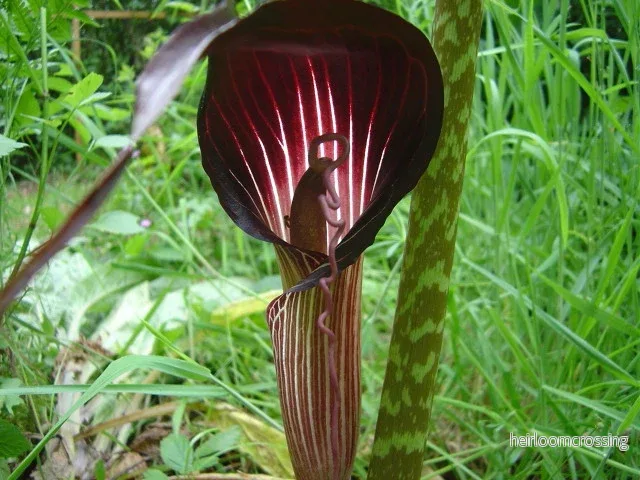 Kobralilja (Arisaema speciosum) | knölar - Bild 2