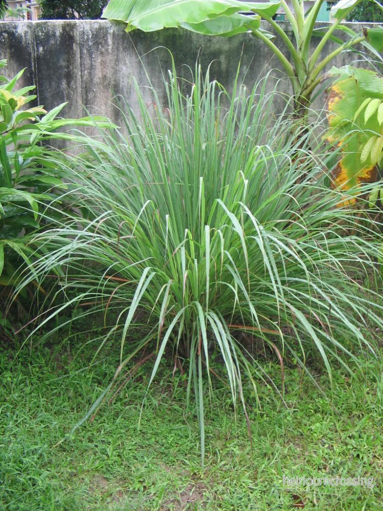 Citrongräs (Cymbopogon citratus) | frön, 20 st.
