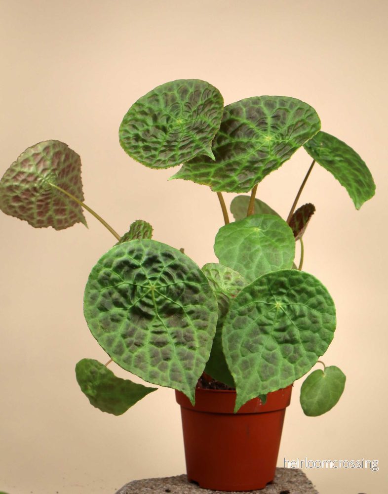 Begonia phuthoensis Begonia phuthoensis
