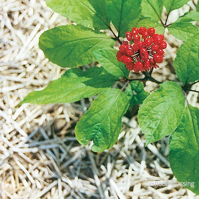 Ginseng (Panax ginseng) | frön, 10 st.