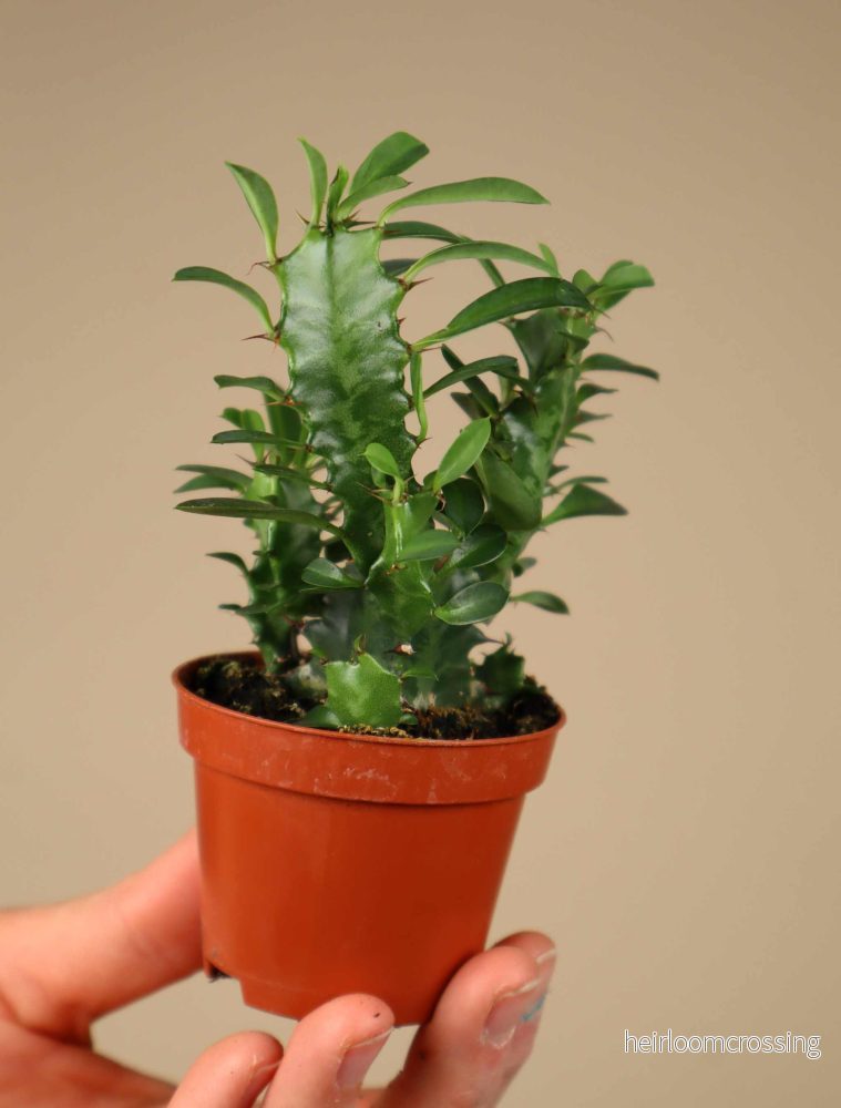 Euphorbia trigona - Bild 3