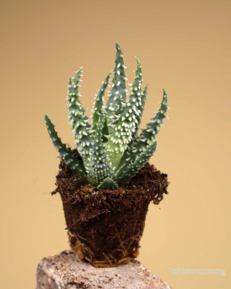 Aloe humilis 'vårtaloe' - Bild 2