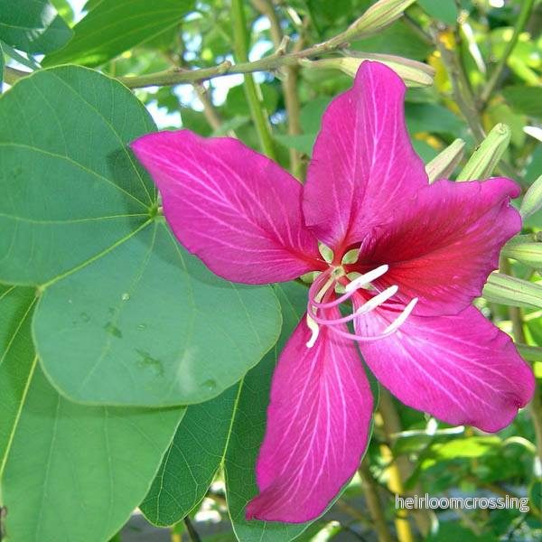 Lila orkidéträd (Bauhinia purpurea) | frön, 10 st.