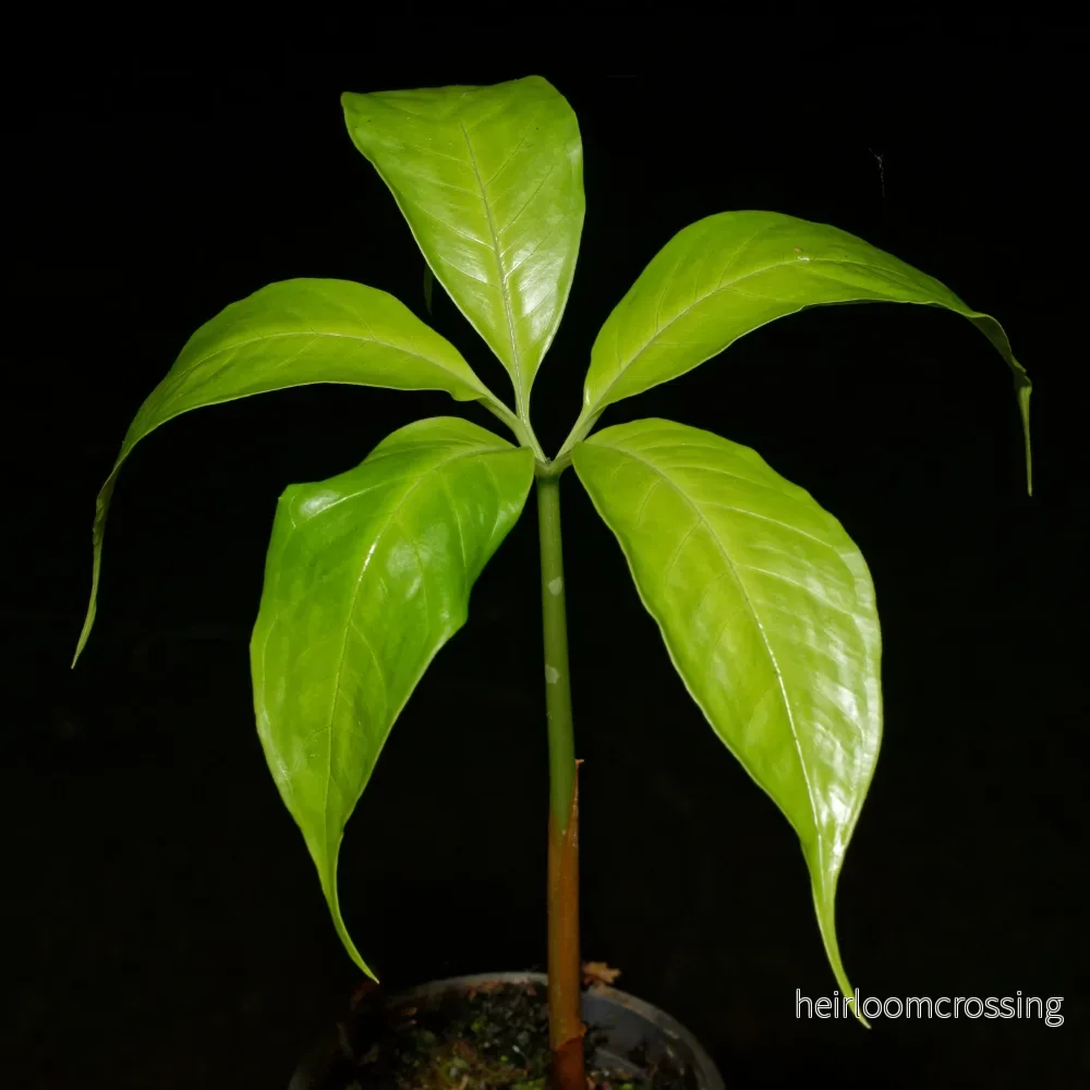 Likblomma (Amorphophallus titanum) | plantera - Bild 2