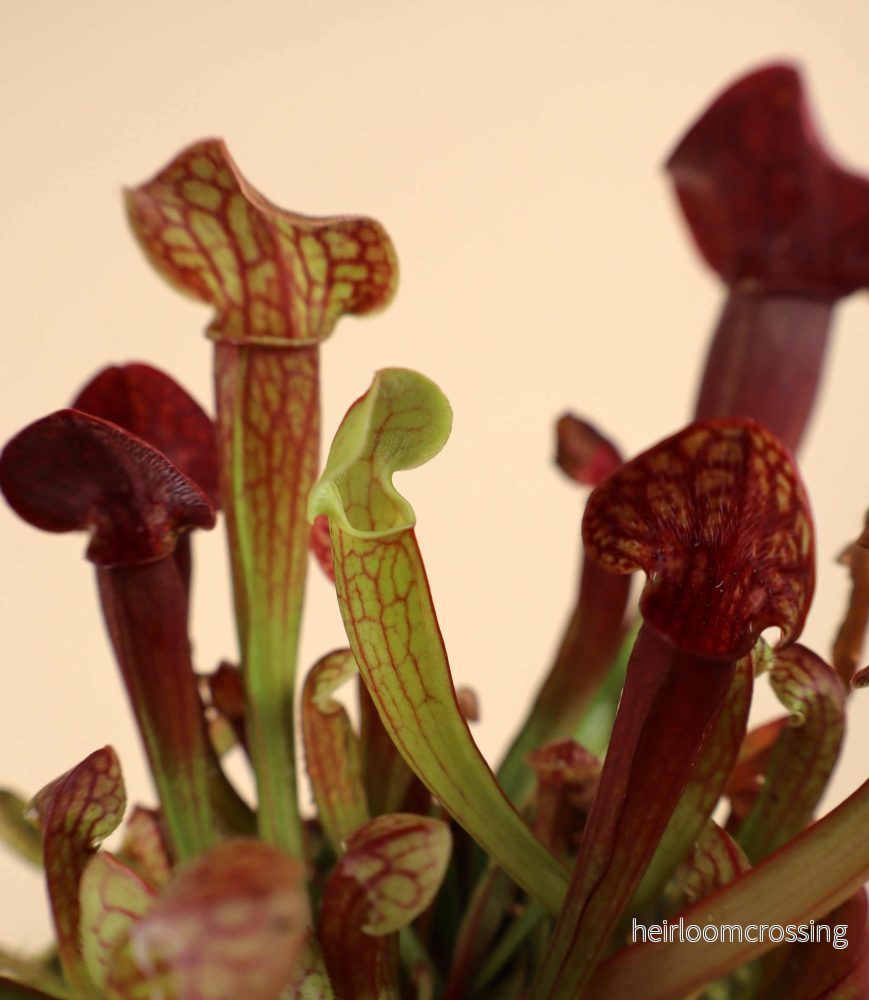 Sarracenia x 'Tess' - Bild 2