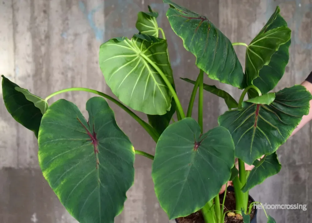 Colocasia Esculenta 'Pharaoh's Mask' - Bild 2