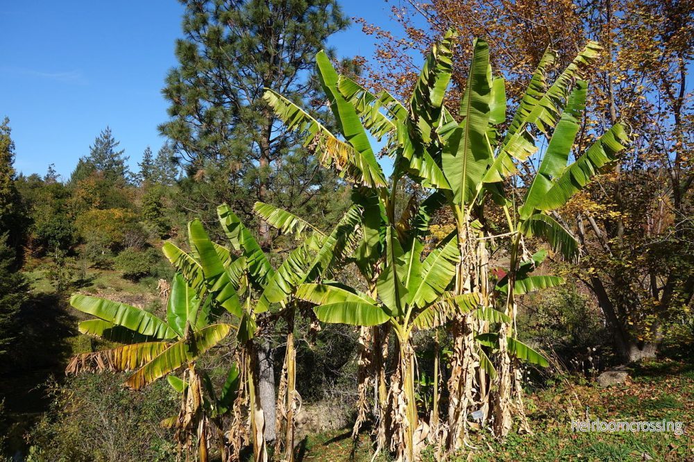 Darjeeling banan (Musa sikkimensis) | frön, 10 st.