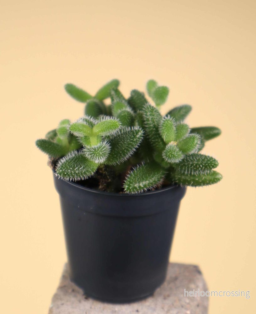 Delosperma echinatum - Bild 2