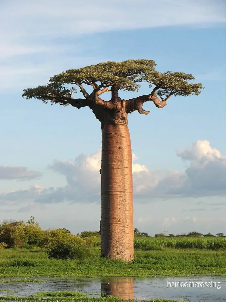 Grandidiers baobab (Adansonia grandidieri) | frön, 10 st.