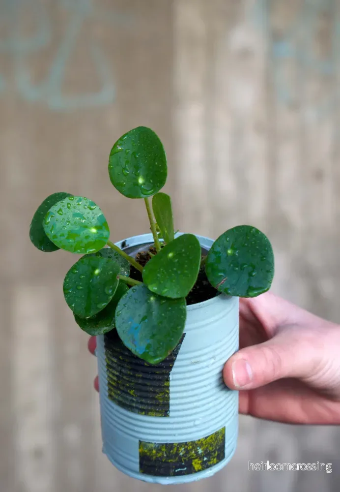 Pilea peperomioides 'elefantöra' - Bild 3