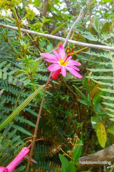 Hyacintblommig passionsblomma (Passiflora hyacinthiflora) | frö, 10 st.