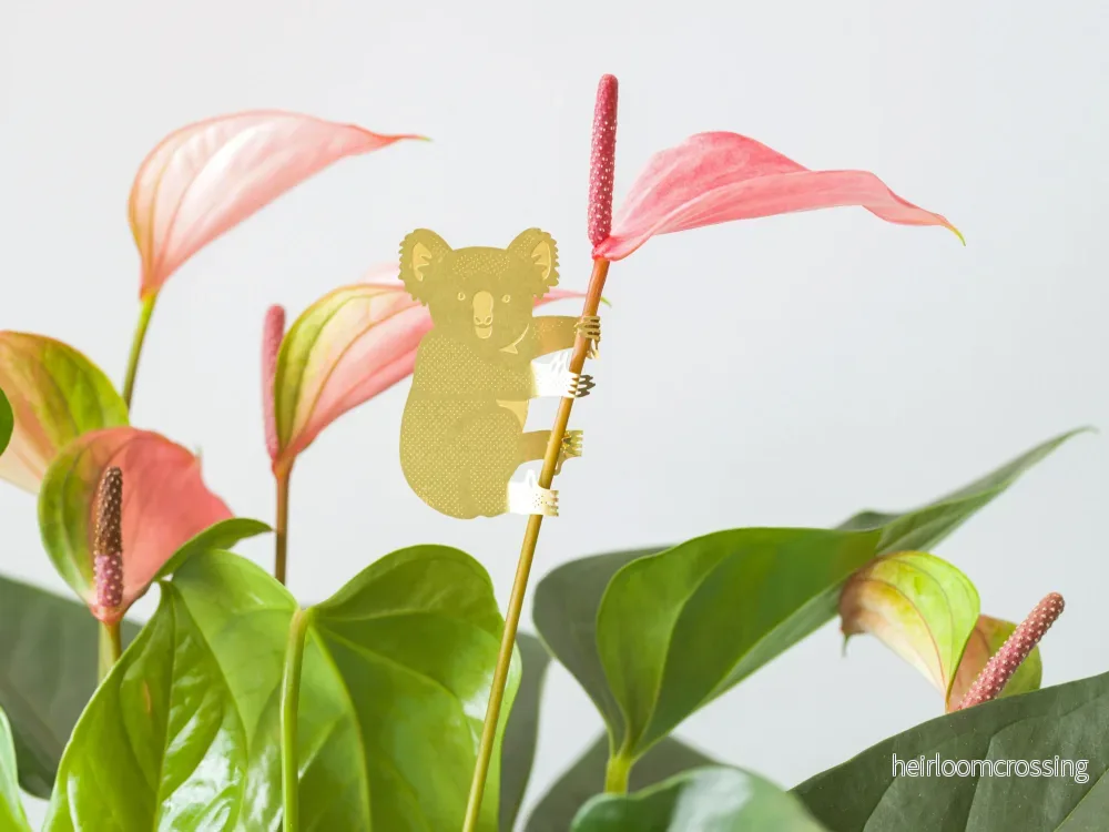 Koala - Bild 3