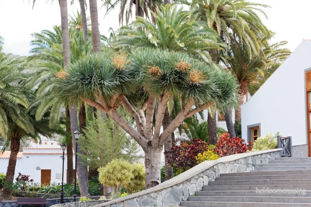 Drakens blodträd (Dracaena draco) | fröplanta - Bild 3