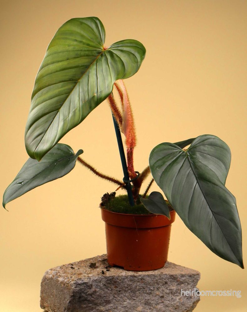 Philodendron serpens