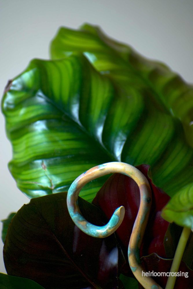 Calathea fasciata - Bild 2