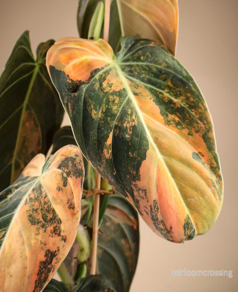 Philodendron melanochrysum Pink Variegata - Bild 2
