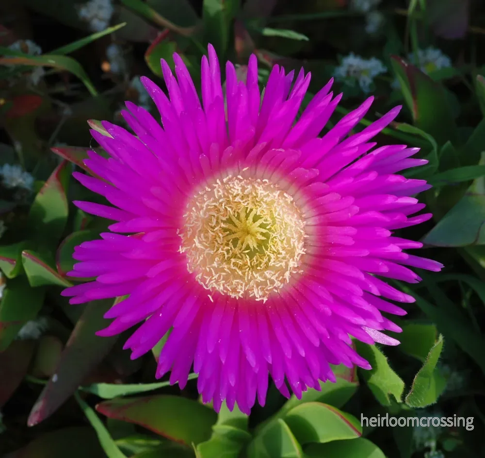 Hottentotfikon (Carpobrotus chilensis) | frön, 10 st. - Bild 3