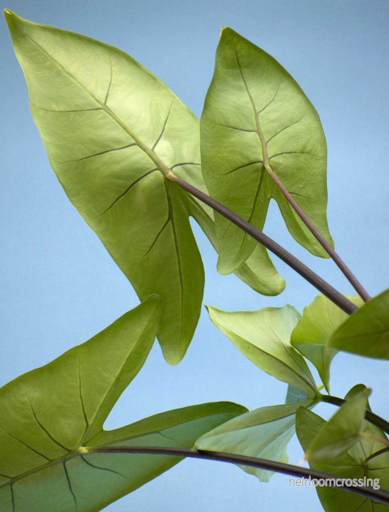 Alocasia zebrina 'black stem' - Bild 2