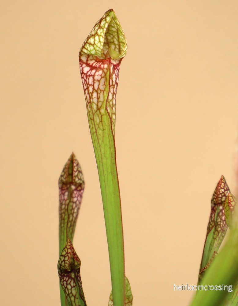 Sarracenia x 'Scarlet belle' - Bild 3