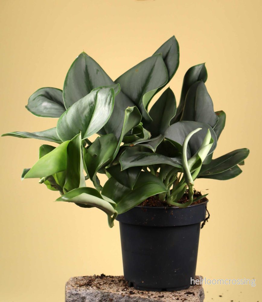 Scindapsus treubii (Moonlight form)