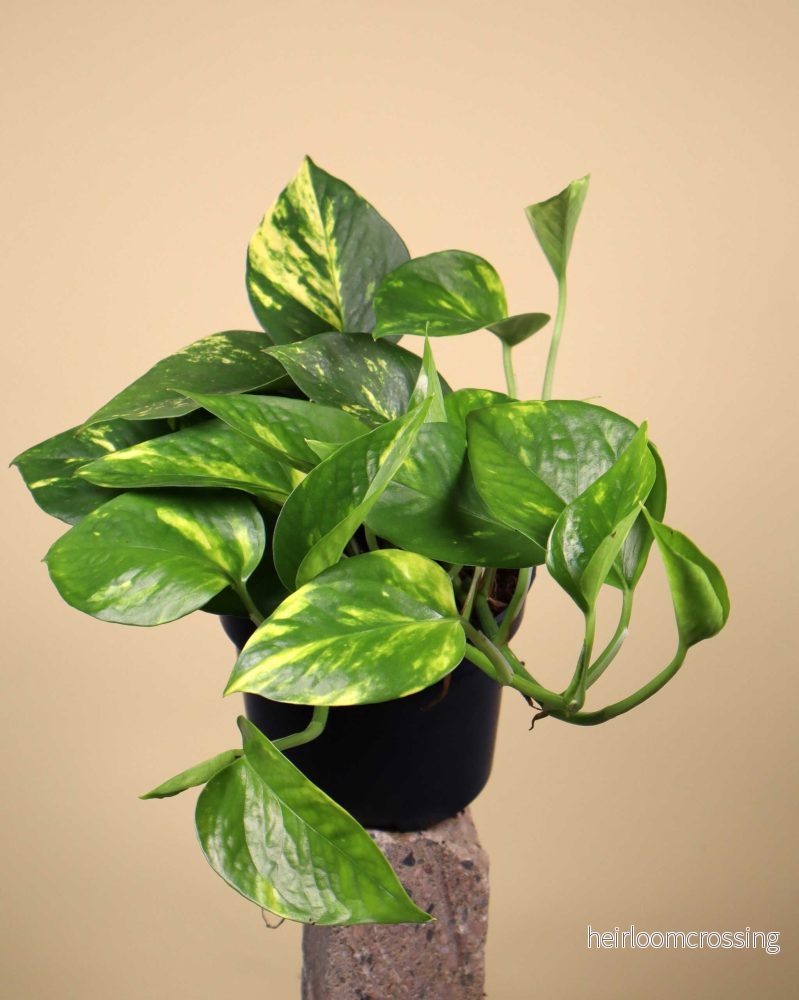 Gullranka 'Epipremnum aureum' - Bild 3