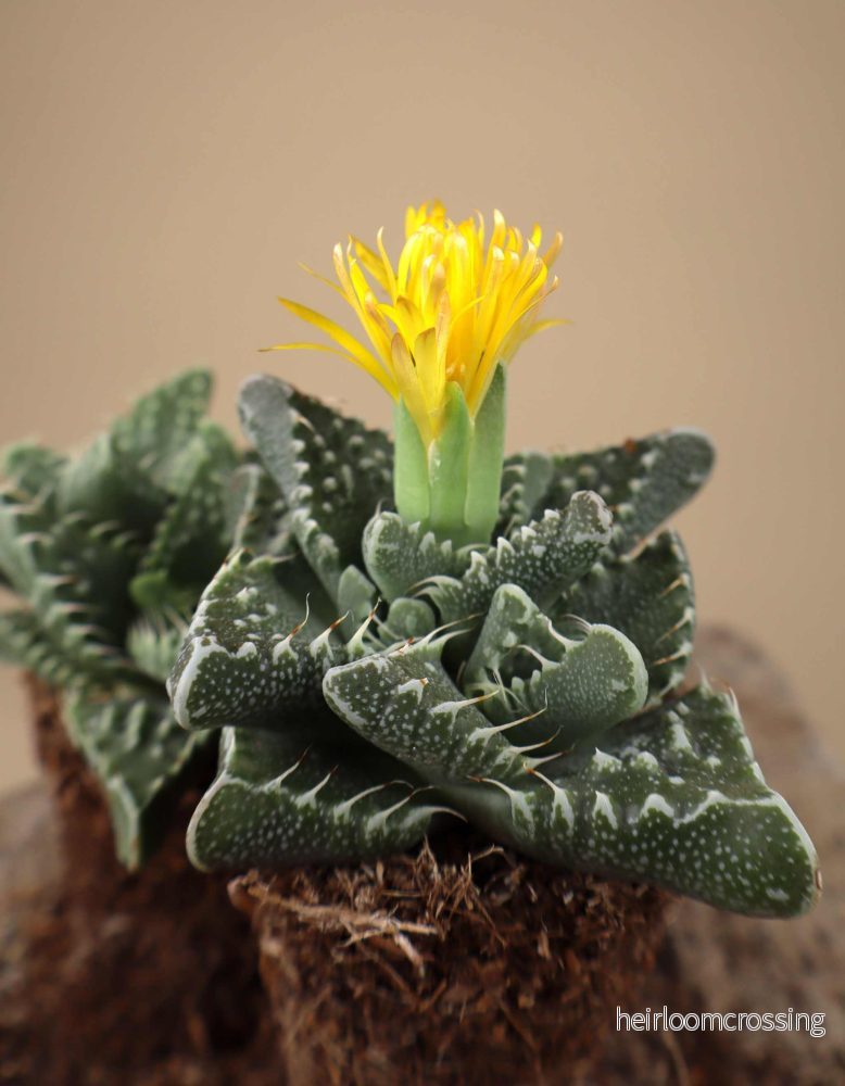 Faucaria tigrina