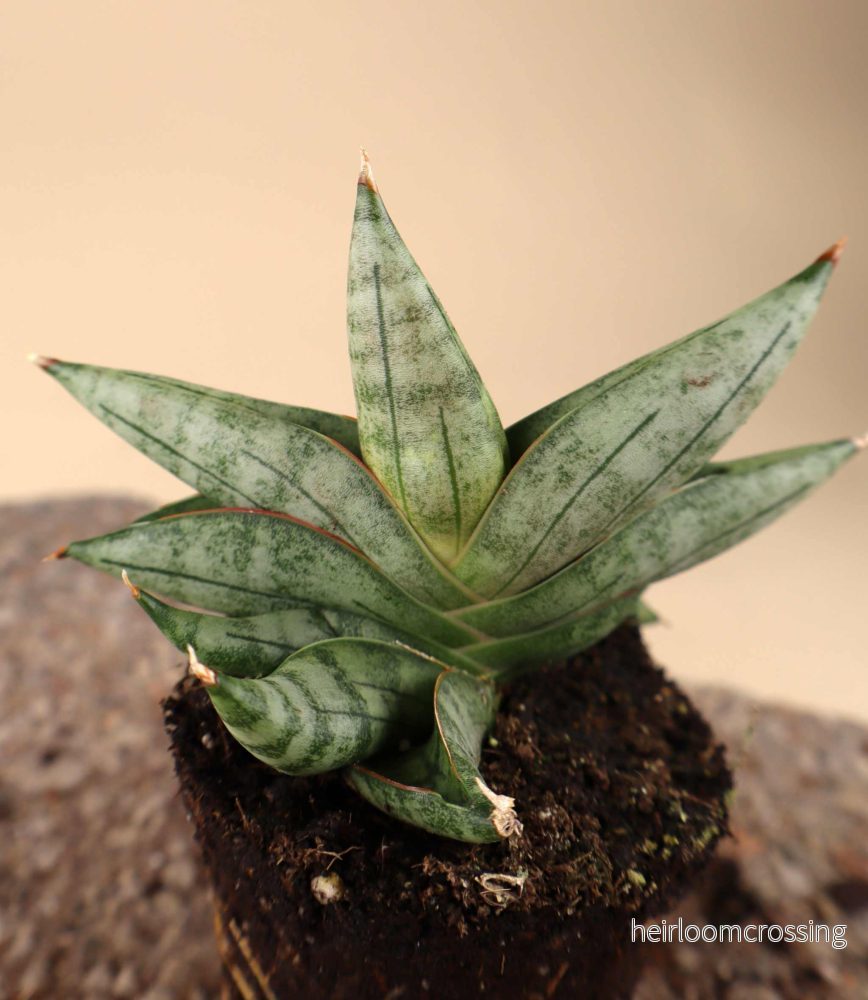 Sansevieria 'Artistic Fan'