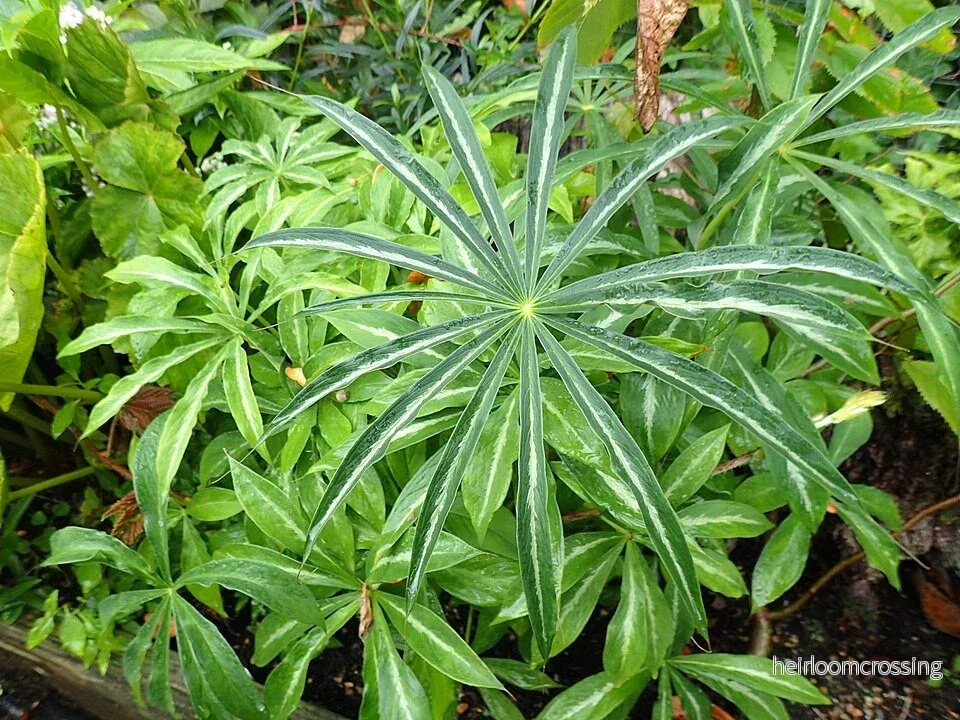 Röd Kobralilja (Arisaema consanguineum) | frö, 10 st. - Bild 3