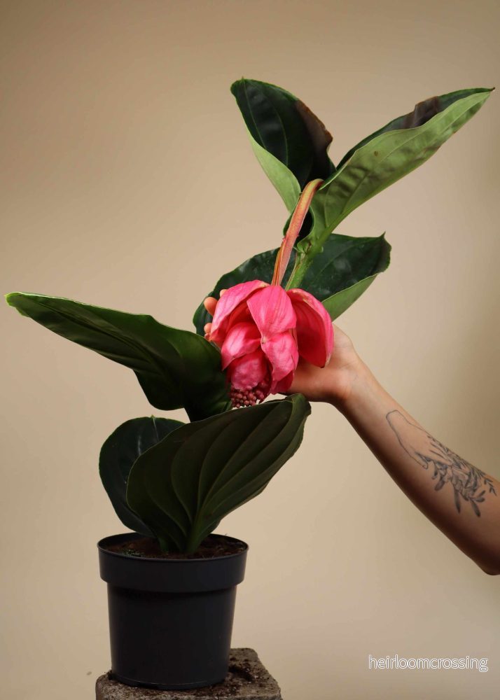 Medinilla magnifica | Rosenskärm - Bild 3