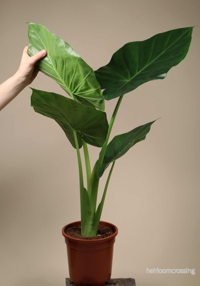 Alocasia macrorrhizos 'giant taro' - Bild 3