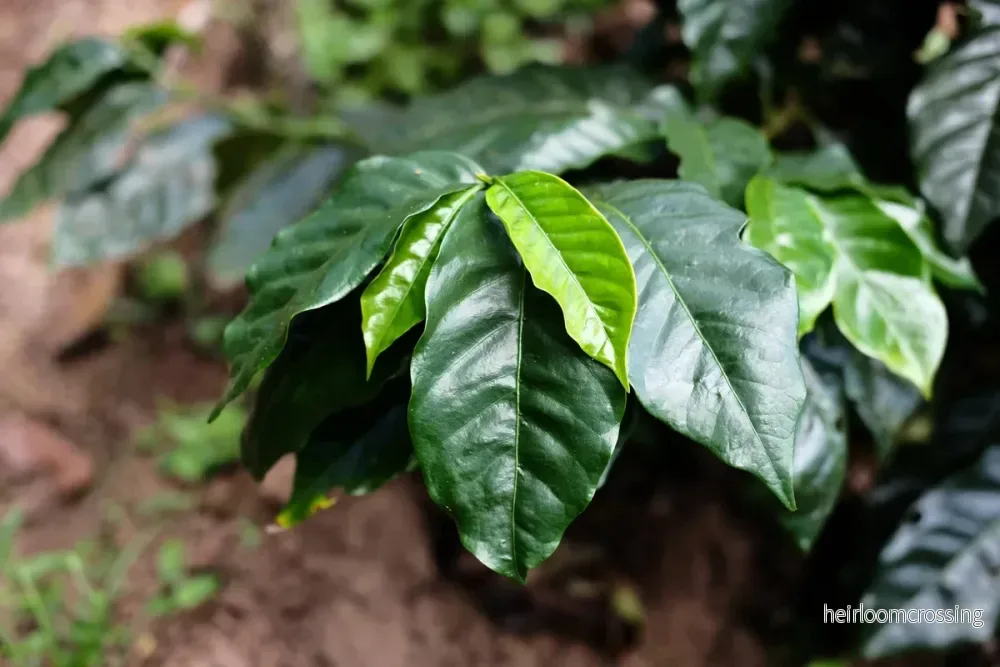 Dvärgkaffeträd (Coffea arabica "Caturra") | frön, 10 st. - Bild 3