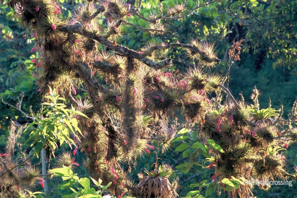 Tillandsia stricta - Bild 2