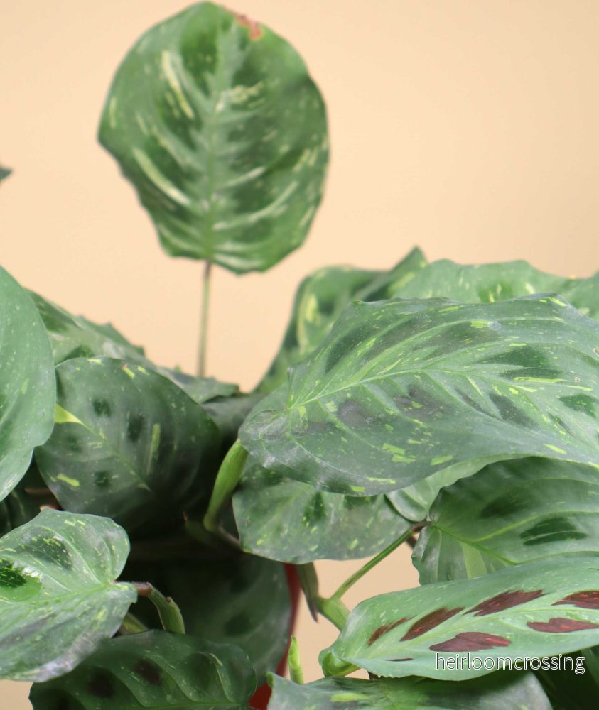 Maranta leuconeura variegata - Bild 3