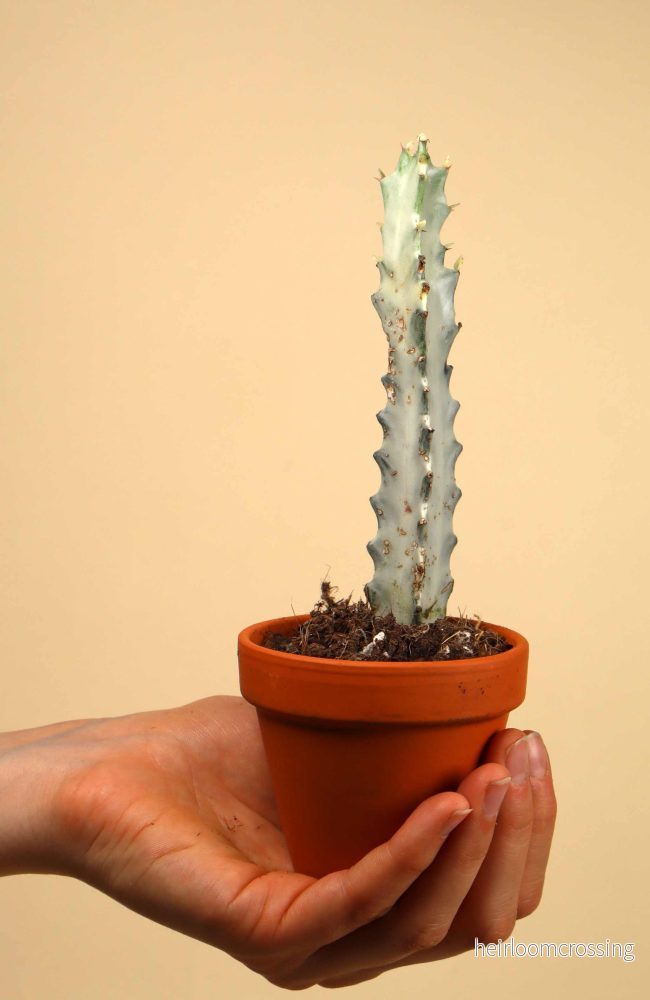 Euphorbia lactea 'white ghost' - Bild 2