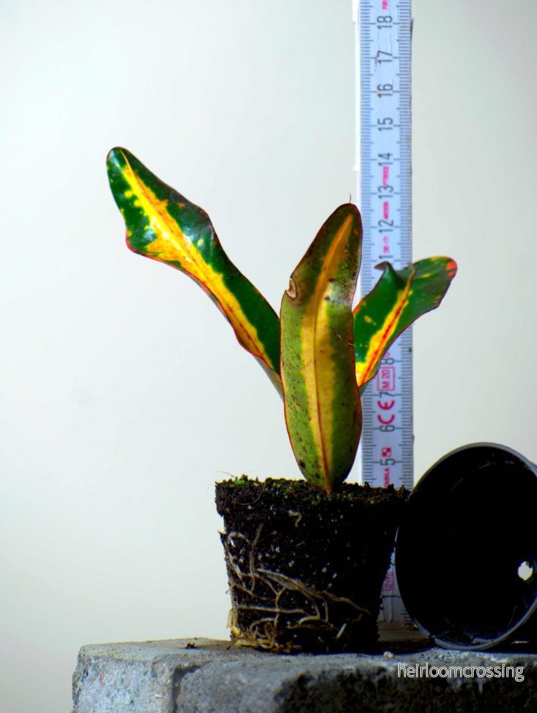 Kroton Mamey | Codiaeum Mamey